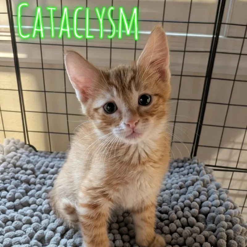 A baby small-sized male Orange / Red Domestic Short Hair cat named Cataclysm for adoption in Westminster, CA