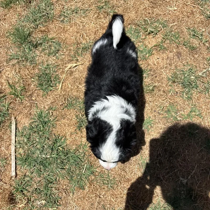 A baby small-sized female White / Cream Border Collie dog named Padme for adoption in San Diego, CA