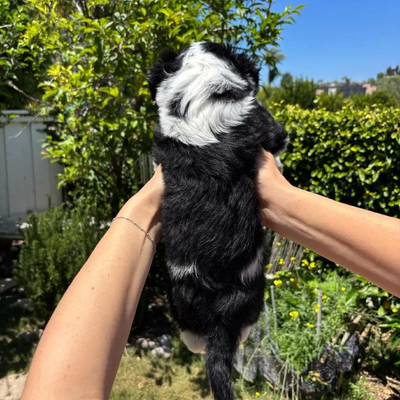 Padme thumbnail 6