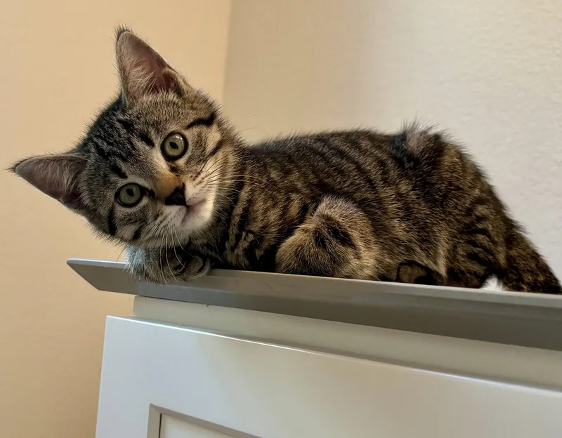 A baby medium-sized male Tabby cat named Brownie for adoption in Garland, TX