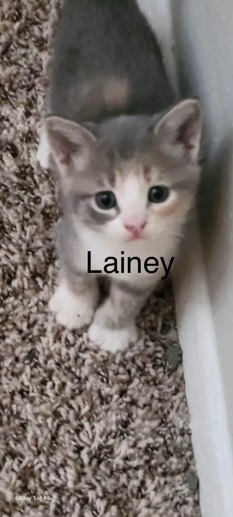 A baby medium-sized female Domestic Short Hair cat named Lainey for adoption in Spring, TX
