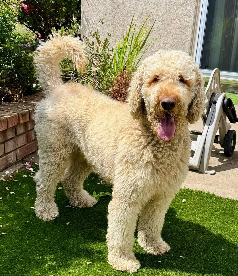 A young large-sized male Golden Retriever dog named Jelly Bean for adoption in Palo Alto, CA