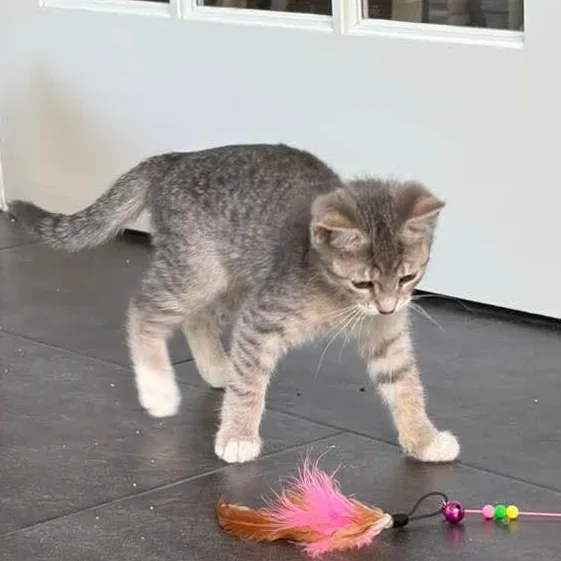 A baby medium-sized female Tabby (Gray / Blue / Silver) Tabby cat named Maisie for adoption in Kentwood, MI