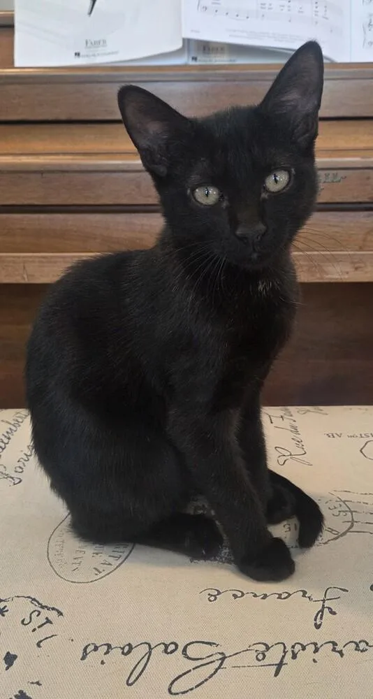 A baby small-sized male Black Domestic Short Hair cat named Adam for adoption in Youngsville, NC