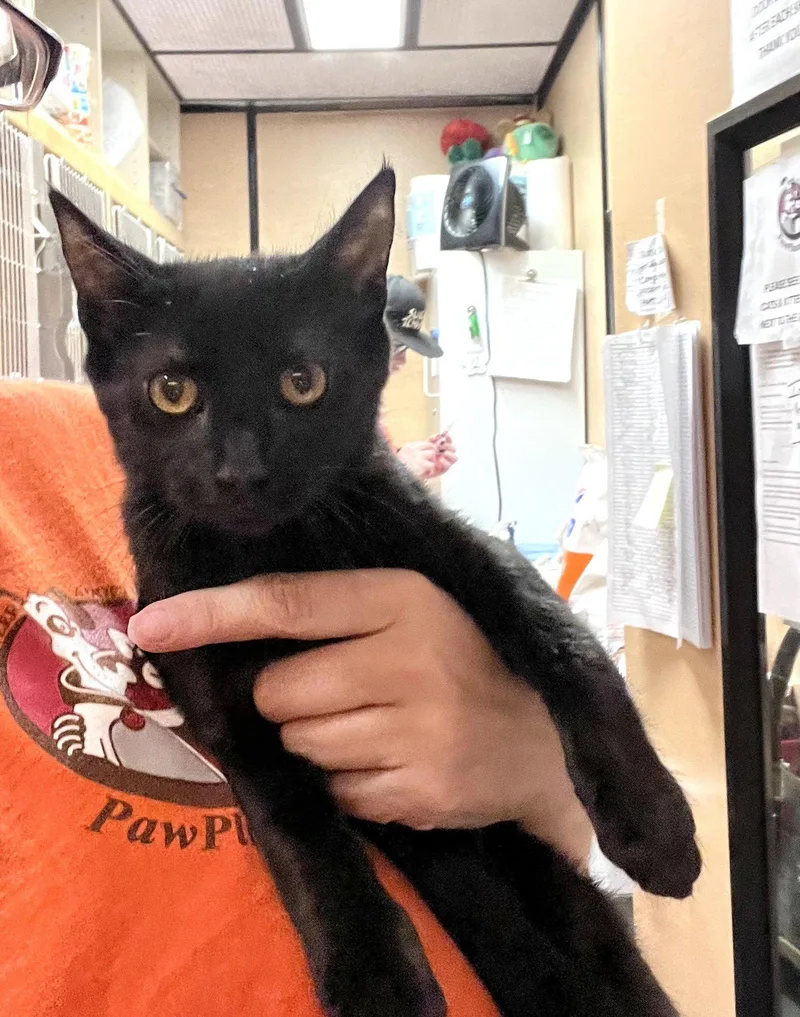 A young medium-sized female Black Domestic Short Hair cat named Dolly for adoption in Scottsdale, AZ