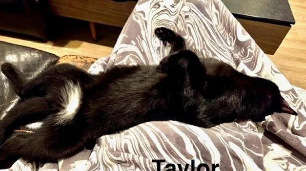 Taylor thumbnail 3