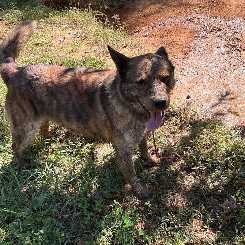 An adult medium-sized female Brindle Mixed Breed dog named Maggie for adoption in Roanoke, VA