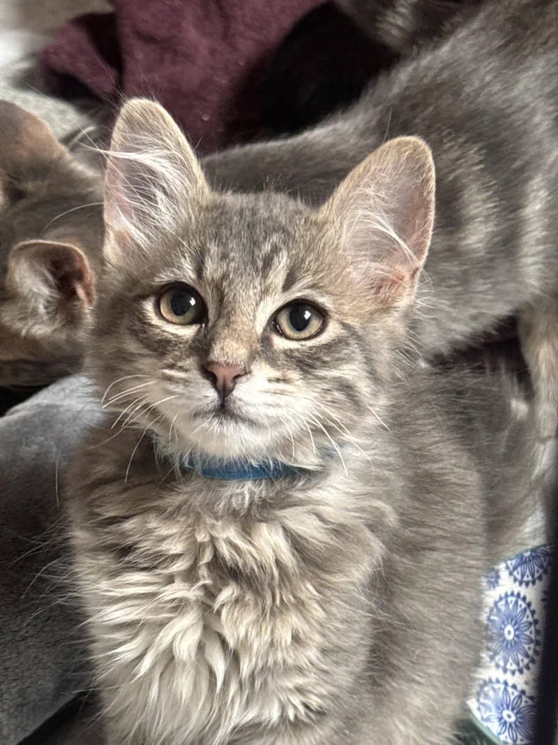 A baby small-sized male Domestic Long Hair cat named Biscuit for adoption in Dixon, CA