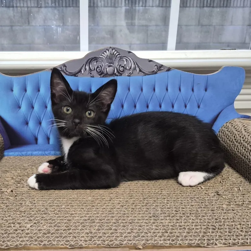 A baby small-sized male Black Domestic Short Hair cat named Freeway for adoption in Long Beach, CA