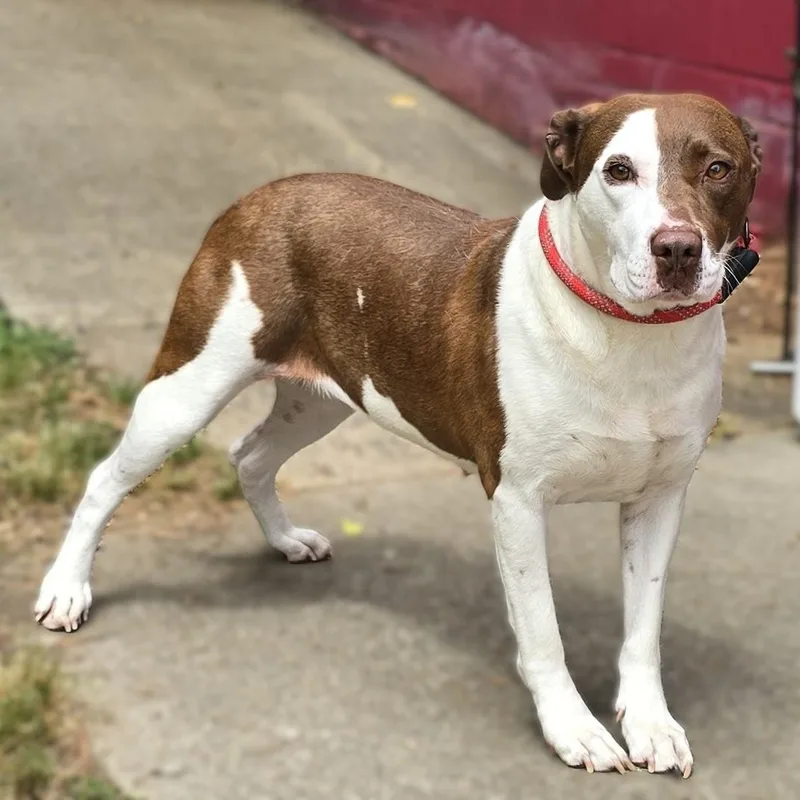 An adult medium-sized female American Bulldog dog named Rory for adoption in Milledgeville, GA