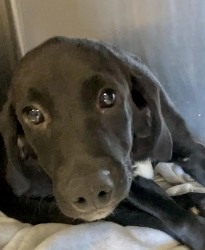 A baby medium-sized male Labrador Retriever dog named Abel for adoption in Parma, OH