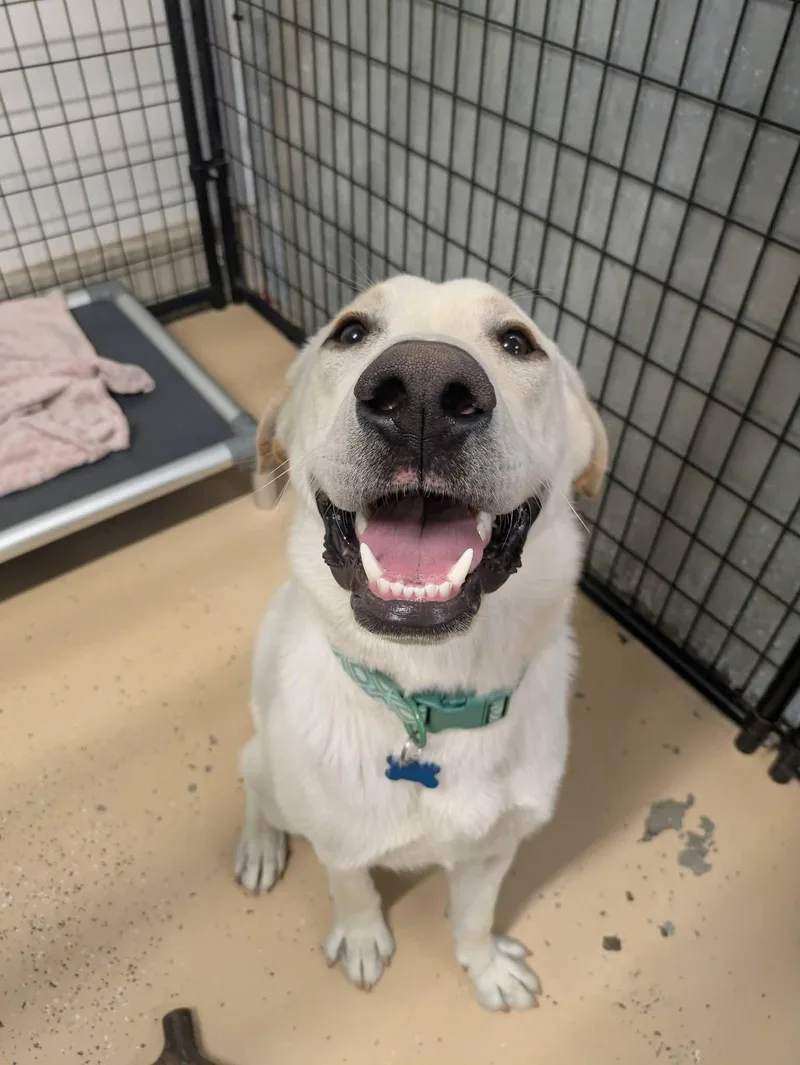 A young large-sized male Yellow / Tan / Blond / Fawn Labrador Retriever dog named Buddy for adoption in Cedar Rapids, IA