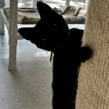 A baby medium-sized female Black Bombay cat named Katy Outgoing and for adoption in Hoquiam, WA