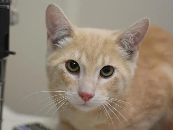 A baby medium-sized male Domestic Short Hair cat named Tony The Tiger for adoption in Portland, OR