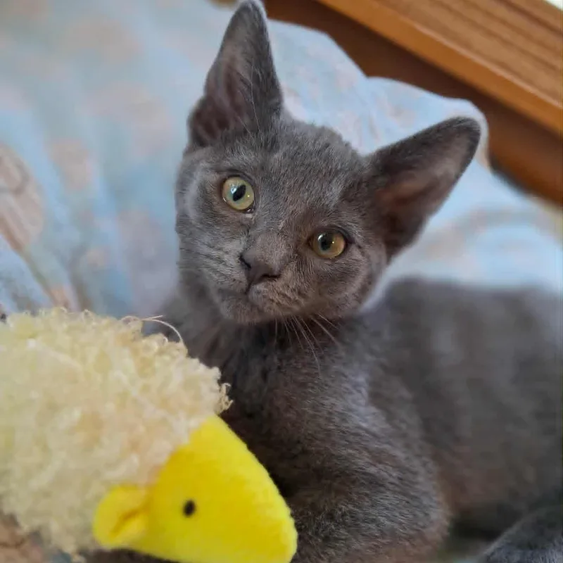 A young medium-sized male Gray / Blue / Silver Domestic Short Hair cat named Wylder for adoption in Watertown, WI