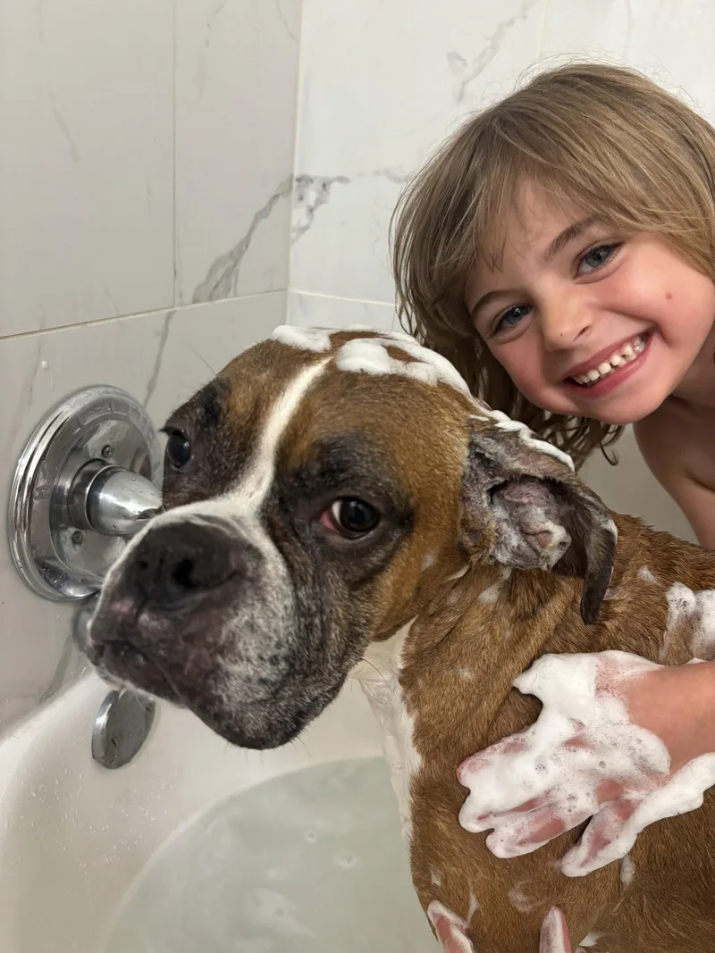 An adult large-sized female Boxer dog named Tally for adoption in Monticello, NY