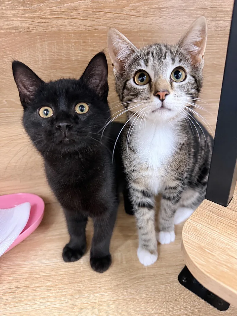 A baby medium-sized male Black American Shorthair cat named Renly & Rico for adoption in Philadelphia, PA
