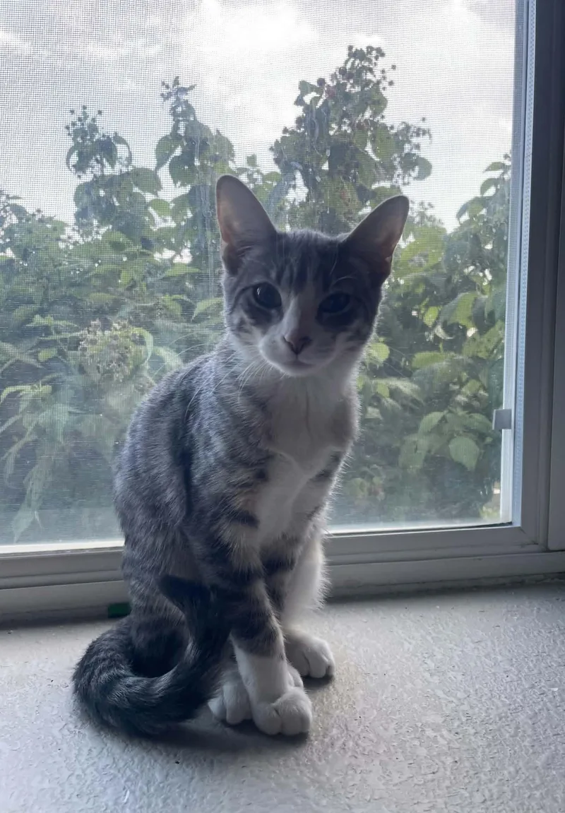 A baby medium-sized female Calico Domestic Short Hair cat named Sweet Tea for adoption in Sioux Falls, SD