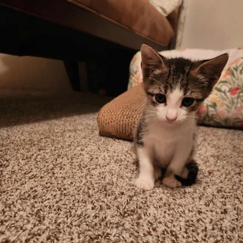 A baby small-sized female Brown / Chocolate Domestic Short Hair cat named Jackie for adoption in Edwardsville, IL