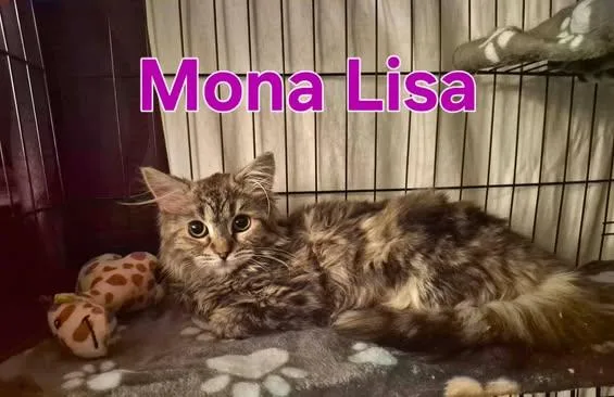 A young medium-sized female Domestic Medium Hair cat named Mona Lisa for adoption in Keansburg, NJ