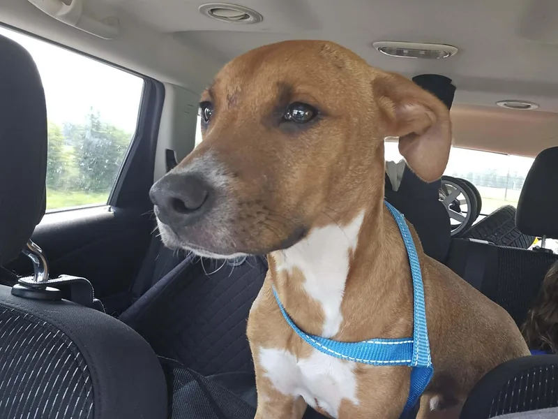 A young medium-sized male Brown / Chocolate Labrador Retriever dog named Maui for adoption in Dayton, TN