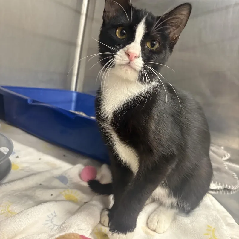 A baby small-sized female Black & White / Tuxedo Domestic Short Hair cat named Limeade for adoption in Saint Charles, MO