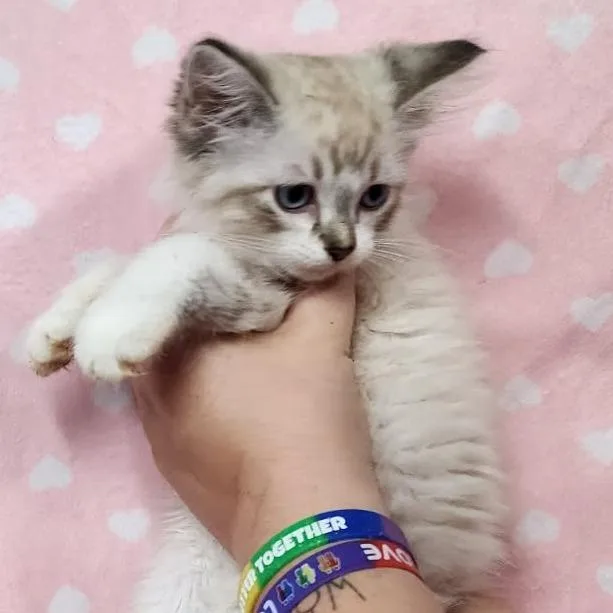 Sir Lancelot