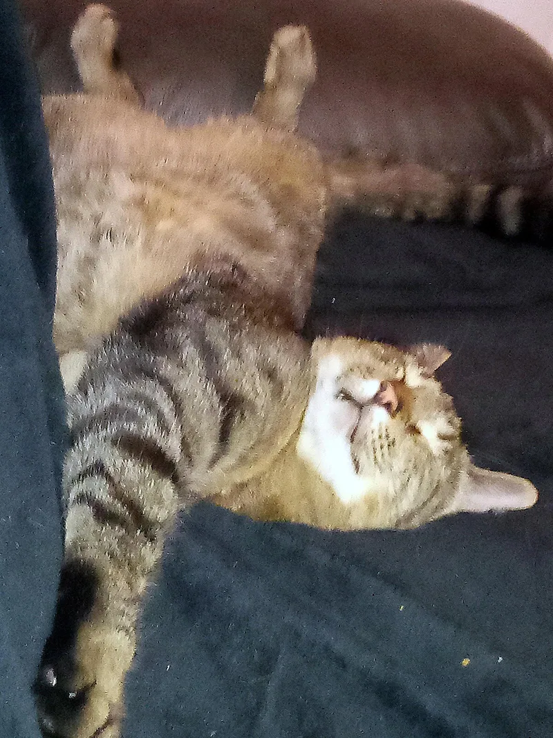 An adult medium-sized male Tabby cat named Apollo   Offered for adoption in Hillsboro, OR