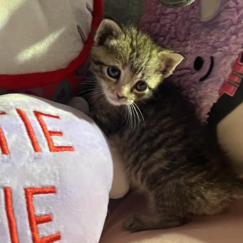 A baby small-sized female Torbie Domestic Short Hair cat named Jello for adoption in Branson, MO