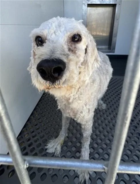 A young small-sized male Poodle dog named Snow Dog for adoption in San Bernardino, CA