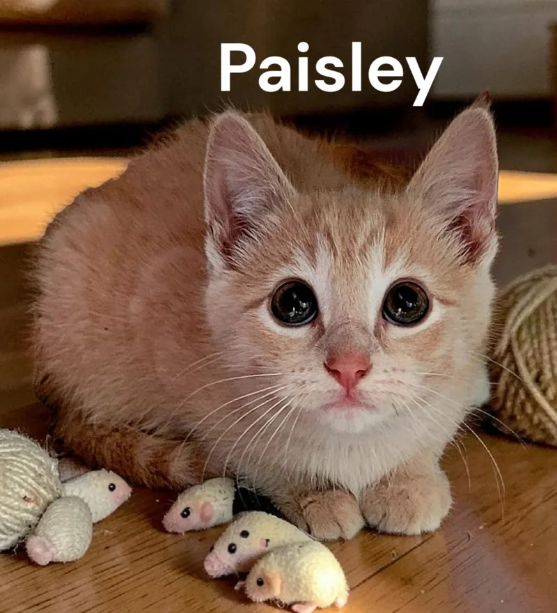 A baby medium-sized female Tabby cat named Paisley for adoption in Weems, VA