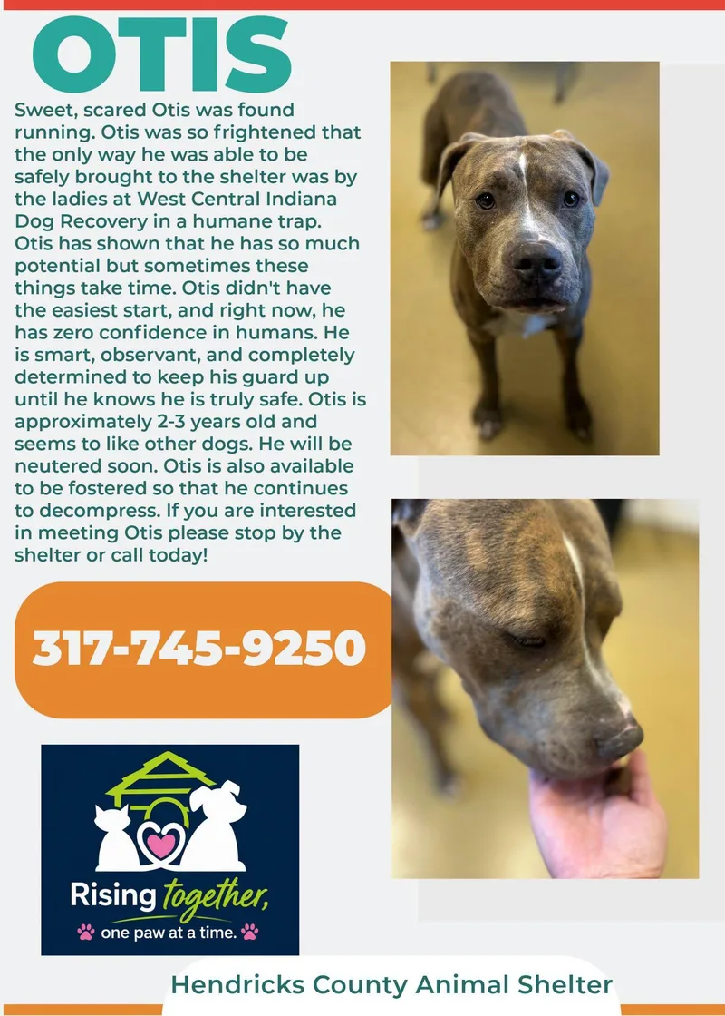 An adult large-sized male Pit Bull Terrier dog named Otis for adoption in Danville, IN