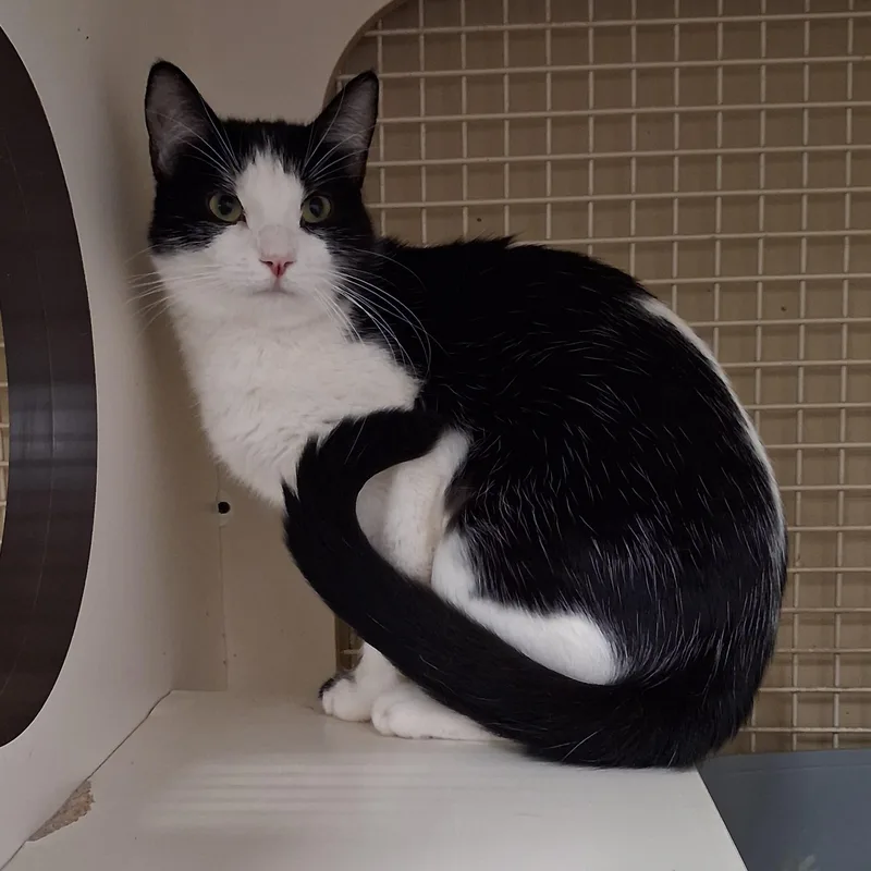 A baby medium-sized female Black & White / Tuxedo Domestic Short Hair cat named Dumpling for adoption in Merced, CA
