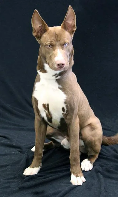 Zeus