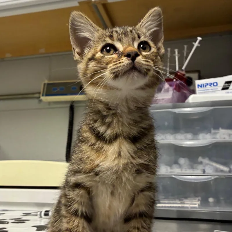 A baby small-sized female Domestic Short Hair cat named Potato for adoption in Greenville, SC