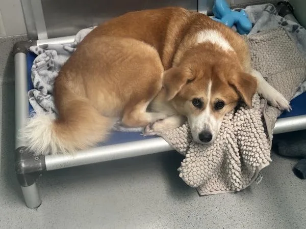 An adult medium-sized female Mixed Breed dog named Smiley for adoption in Ridgewood, NY