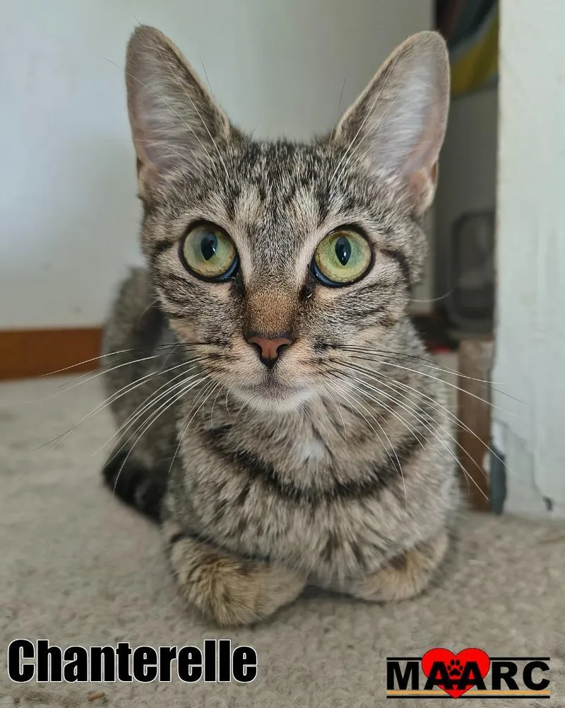 A young medium-sized female Domestic Short Hair cat named Chanterelle for adoption in Maryville, TN