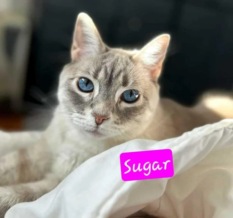 Sugar thumbnail 3
