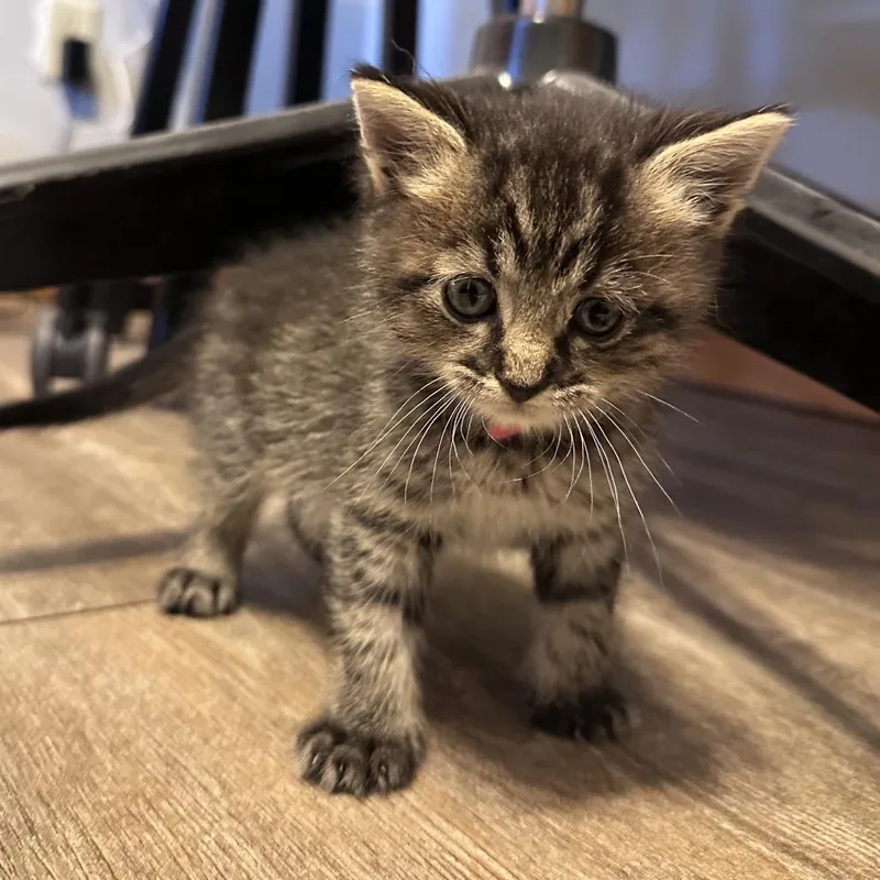 A baby small-sized male Brown / Chocolate Domestic Short Hair cat named Wrangler for adoption in Normal, IL