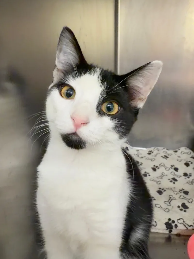 A baby medium-sized male Black & White / Tuxedo Domestic Short Hair cat named Paul for adoption in Wantagh, NY