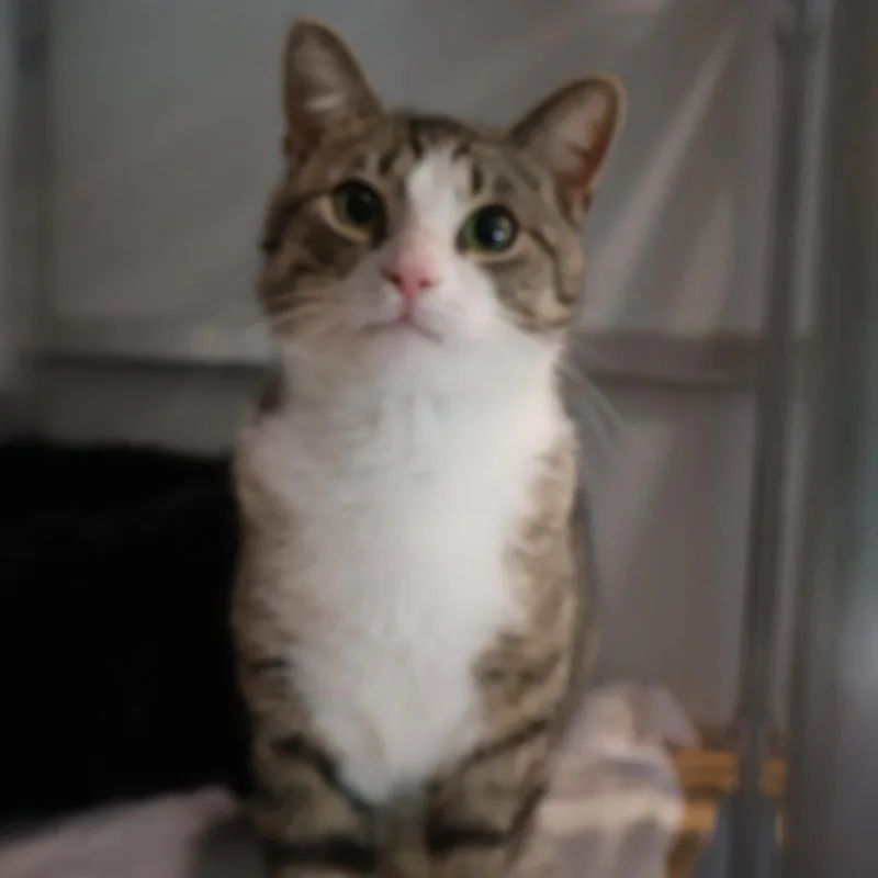 A young large-sized male Brown / Chocolate Domestic Short Hair cat named Travis for adoption in Saint Charles, MO