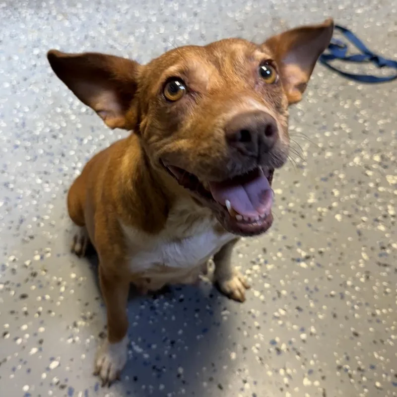 An adult medium-sized female Brown / Chocolate Terrier dog named TUSCStray for adoption in Tuscaloosa, AL