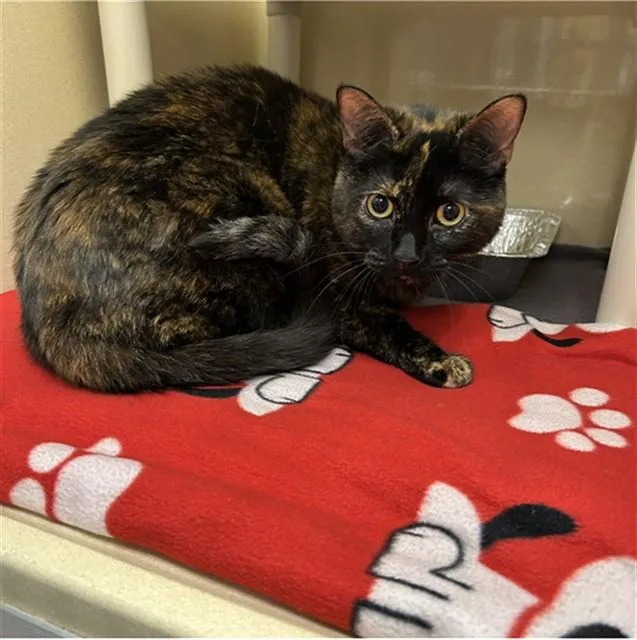 An adult medium-sized female Domestic Short Hair cat named Sophie for adoption in Lincolnton, NC
