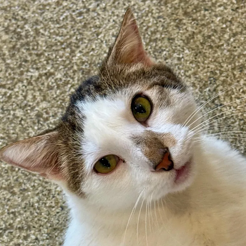 A senior medium-sized male White Domestic Short Hair cat named Chief Of Security for adoption in Chicago, IL