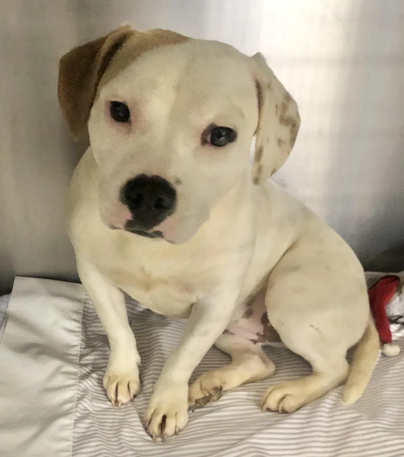 A young medium-sized female Yellow / Tan / Blond / Fawn American Bulldog dog named Petunia for adoption in Parma, OH