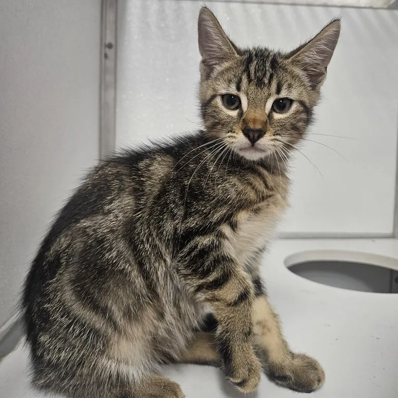 A baby small-sized male Domestic Short Hair cat named Fettucine for adoption in Binghamton, NY