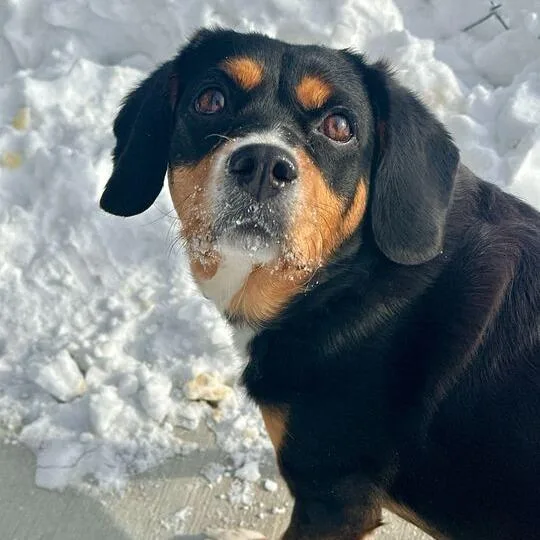 Iris Beagle thumbnail 2