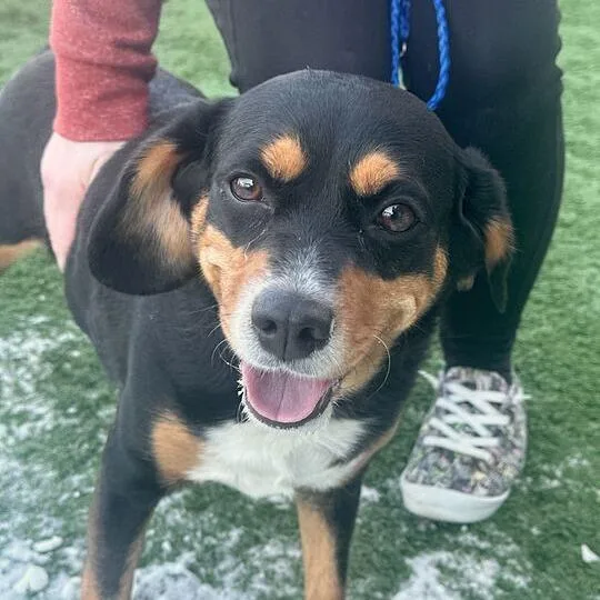 Iris Beagle thumbnail 3