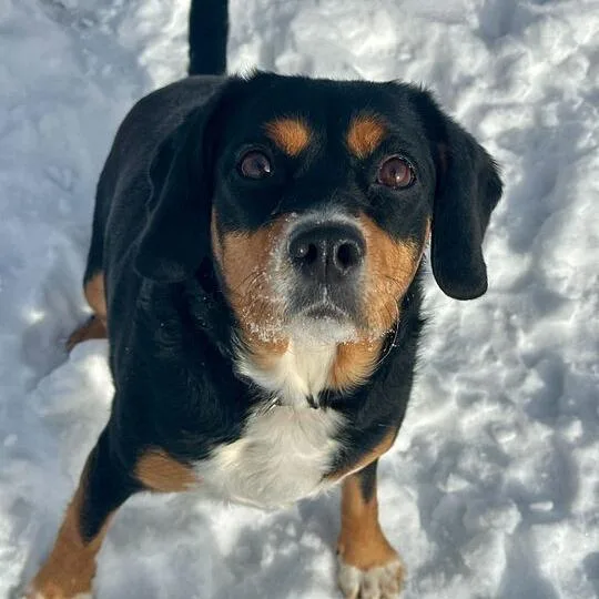 Iris Beagle thumbnail 4