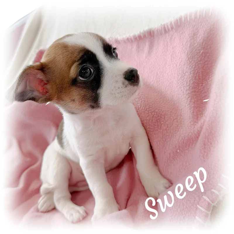 A baby small-sized female Terrier dog named Sweep for adoption in Tulsa, OK